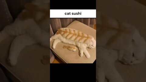 Random Memes i found in my vine folder pt27