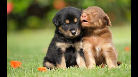 Awesome Playful Puppies - really adorable