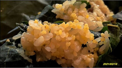 21_0216知本 秋桂小米粽