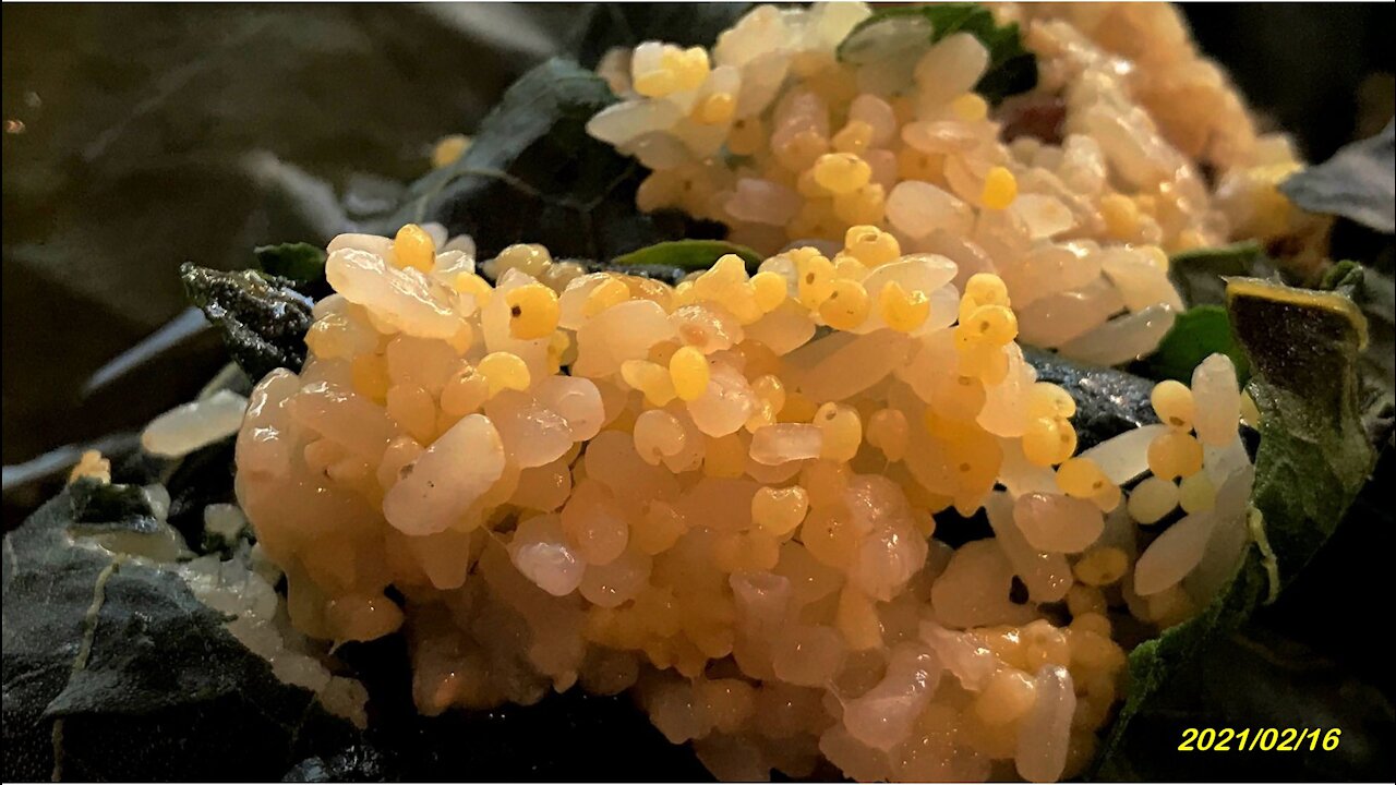 21_0216知本 秋桂小米粽