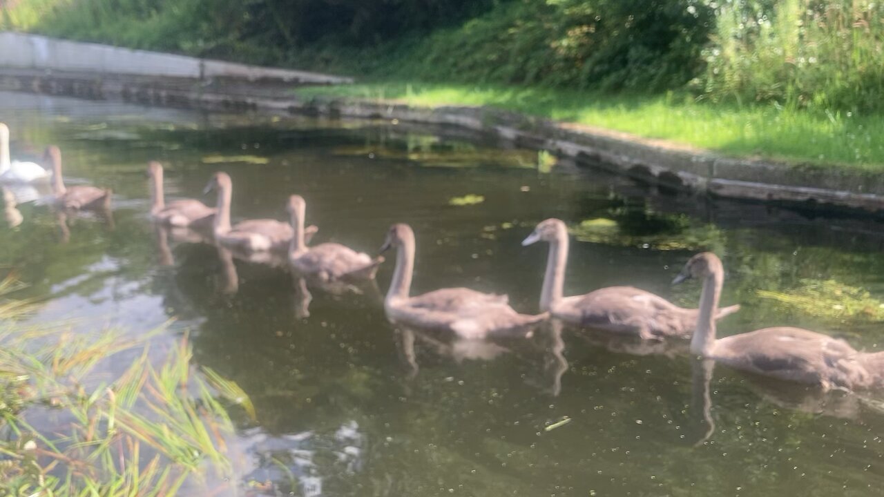 Following the swan family - all in line