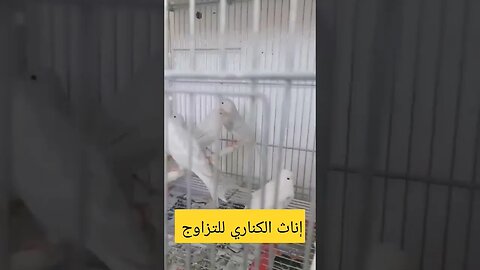 إناث الكناري للتزاوج