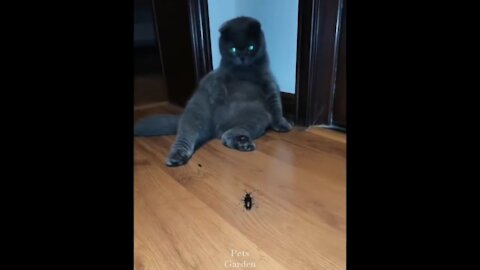 Cute Pets And Funny Animals Compilation #09
