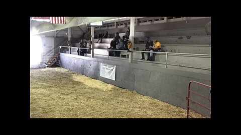 2021 Preston County Buckwheat Festival Prospect Steer Show
