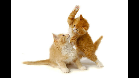 Sweet kittens are fighting 😺
