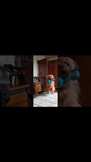 #dogshow , #animals , #dogs , #shorts