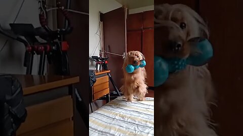 #dogshow , #animals , #dogs , #shorts