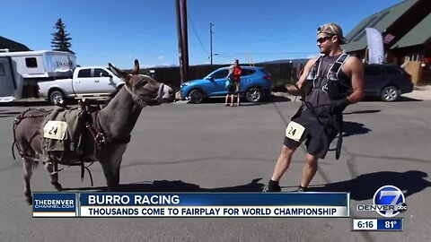 Pack burro racing world championship in Fairplay