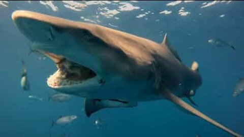 Sub intrepido dà da mangiare agli squali