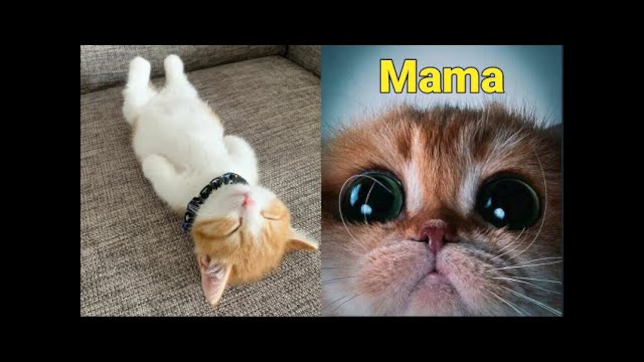 ♡♡ Cute is not enough with these cats and dogs ♡♡