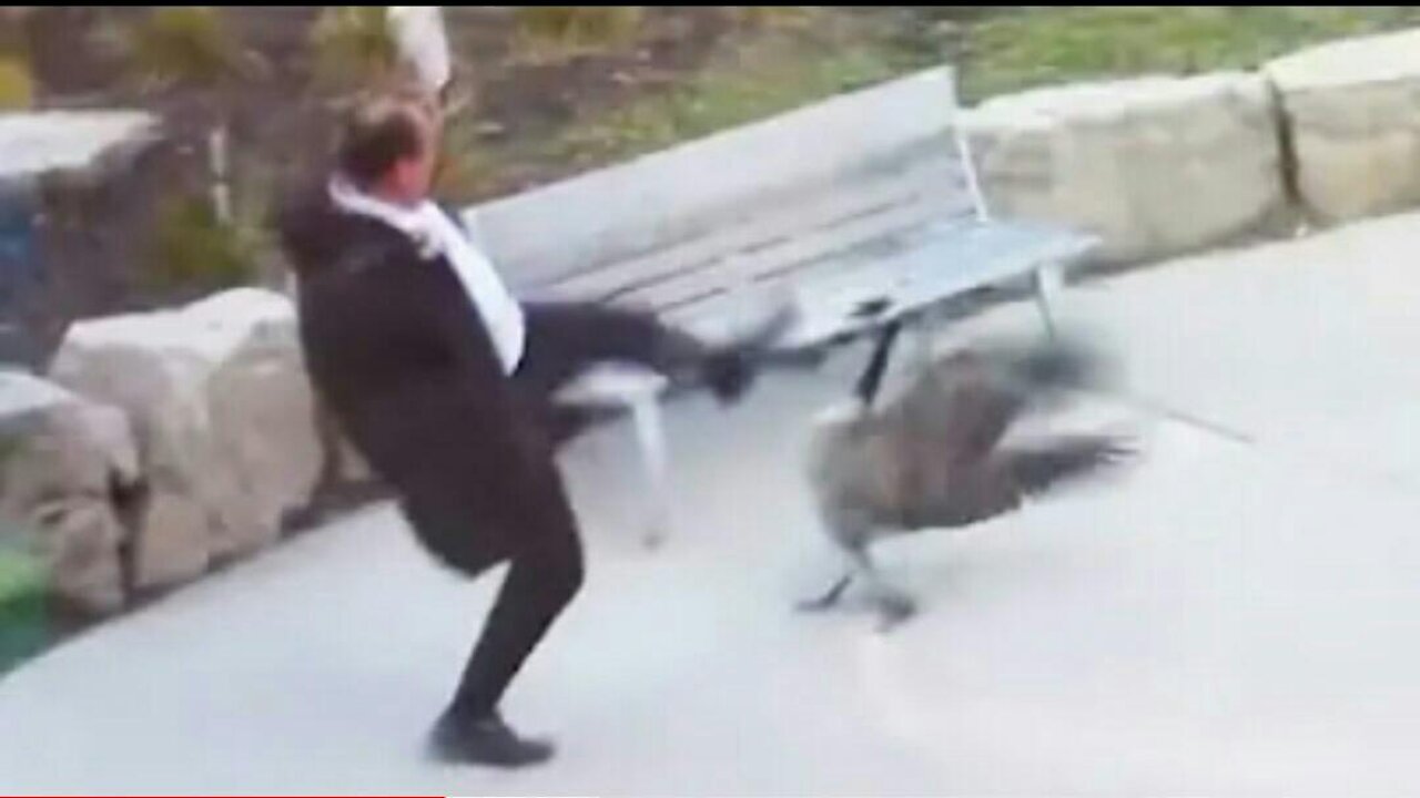 Man Attacked By Goose (almost dies)