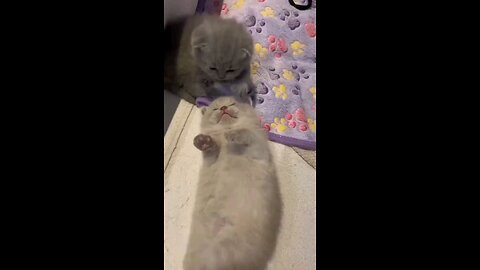 funny videos
