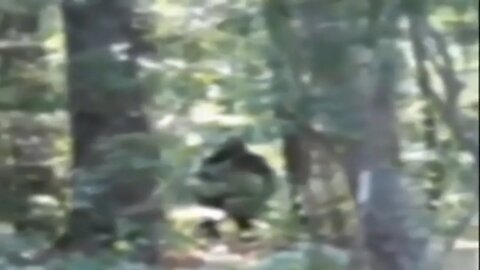 Towering creature filmed 'could be Bigfoot' but what do you think is that BIGFOOT