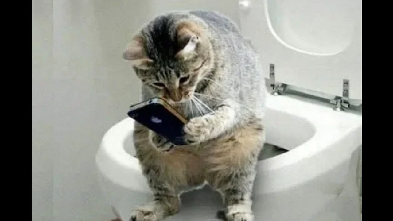 💗Cute And Funny Pets | Try Not To Laugh To These Pets Compilation, cute pets everyday