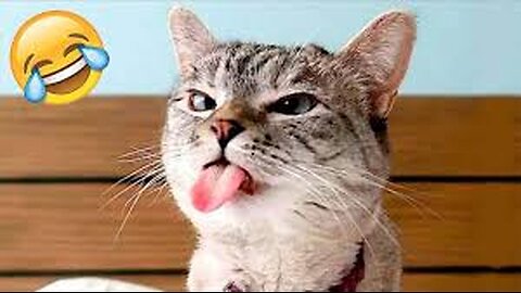 Try not to lough funny cats and dogs videos 2024🤣 new funny animal video