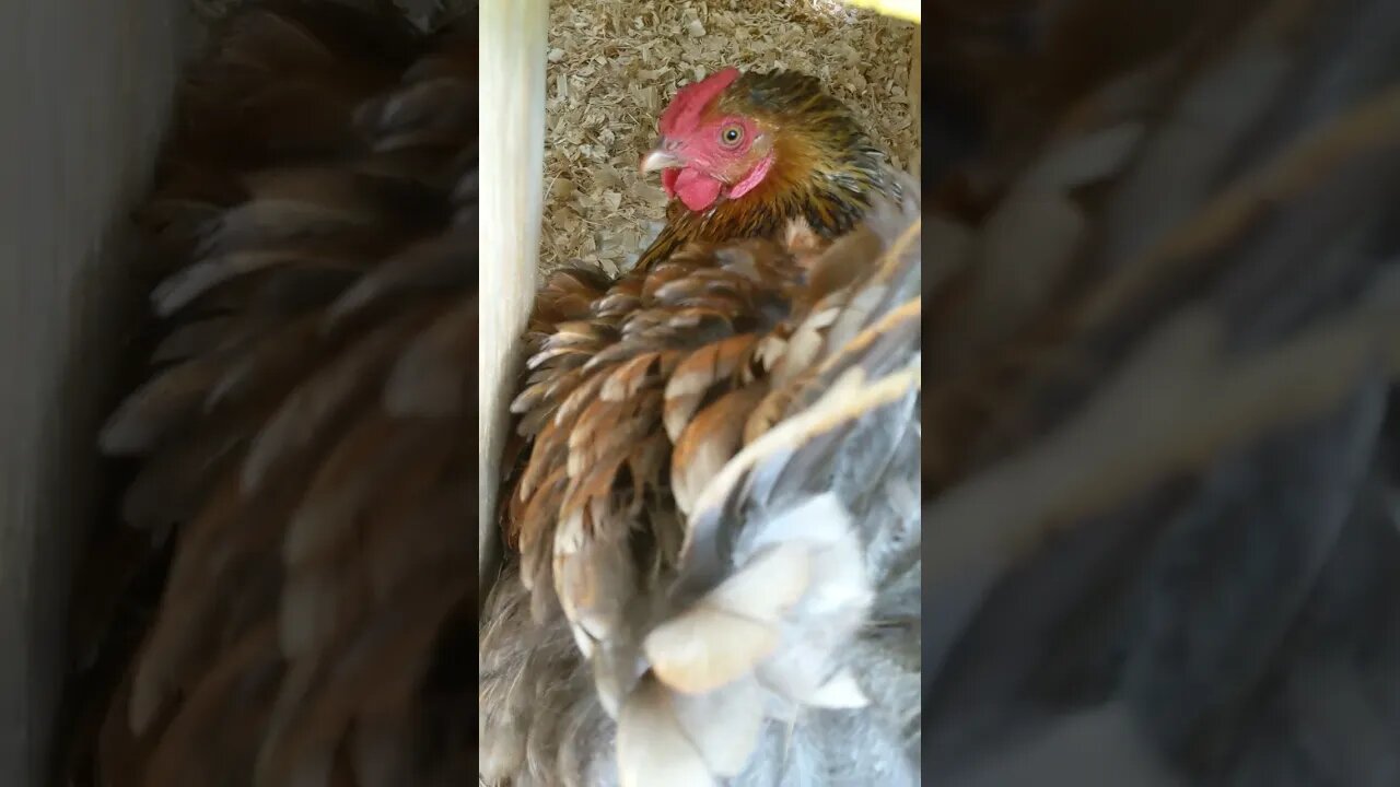 Don't think that's how nesting boxes iare supposed to work