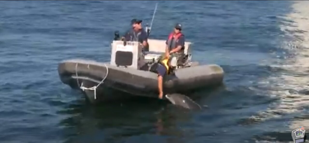 NIWC Pacific: Marine Mammals at Fleet Week|San Diego SAN DIEGO, CA, UNITED STATES