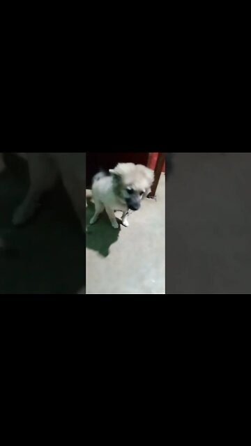 How a puppy show his loyalty #shorts #dogs #puppy #youtubeshorts