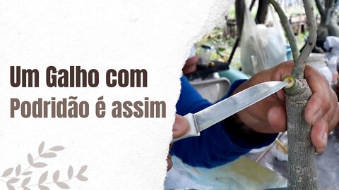 Característica dos Galhos da Rosa do Deserto com Podridão