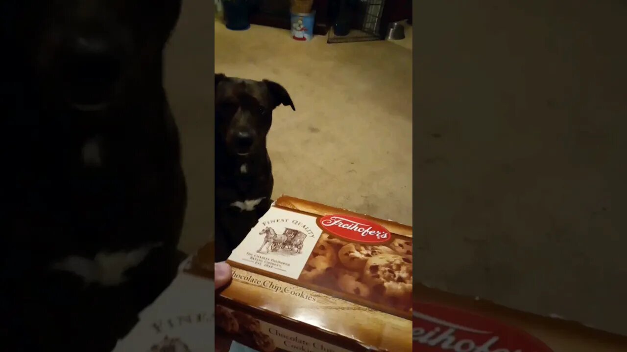 Our Dog Playing With A Freihofer Cookie Box