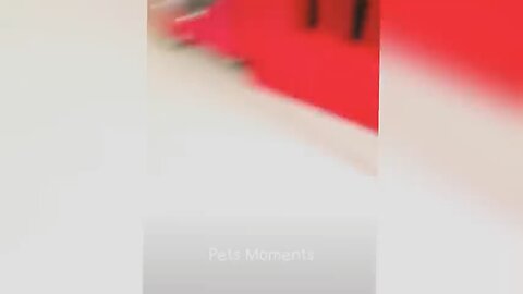 Cat’s reaction