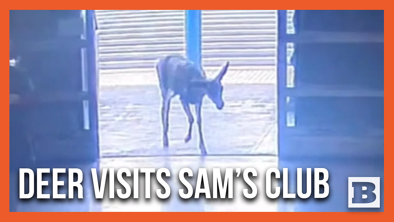 Police Chase Deer Who Wandered into California Sam's Club Store