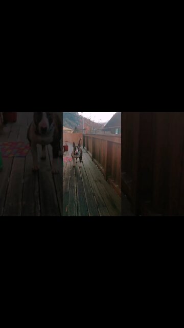 English Bullterrier start, dog video, funny video, funny dog