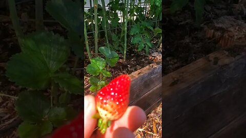 Pesticide Free GARDENING #knowyourfood #homesteading #permaculture #gardening #companionplanting
