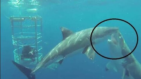 5 People who survived shark attacks