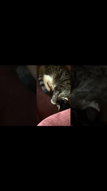 My Cute Cat Jinx Compilation