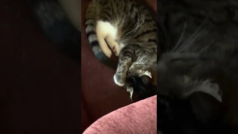 My Cute Cat Jinx Compilation