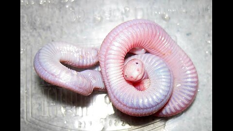 "Mexican Mole Lizard (Bipes biporus): The Fascinating Underground Digger"