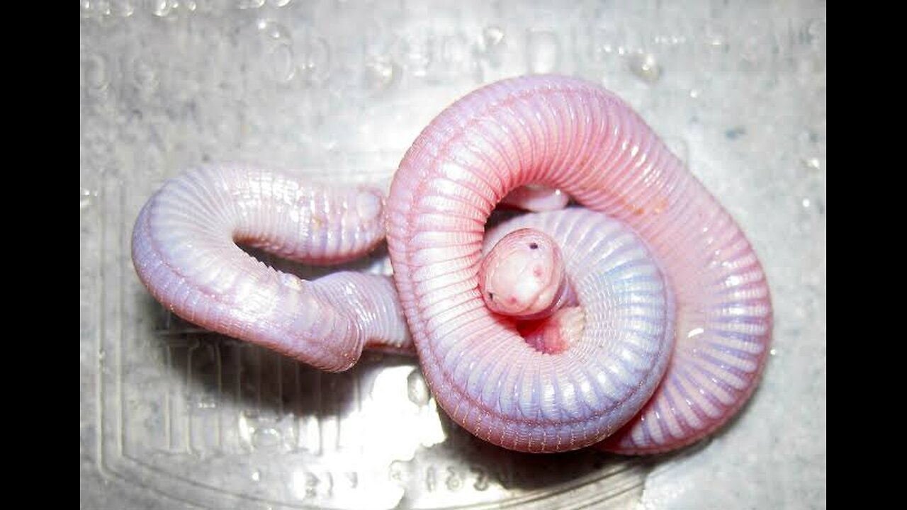 "Mexican Mole Lizard (Bipes biporus): The Fascinating Underground Digger"