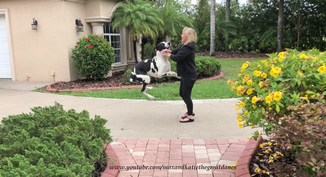 Excited Bouncing Great Danes Can't Wait To Greet Mom