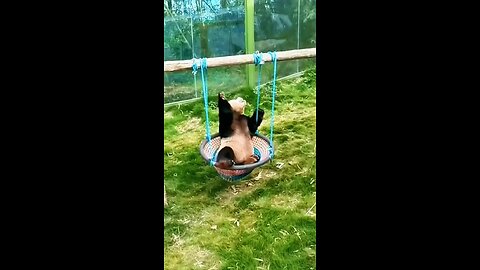 Funny panda moments 😂