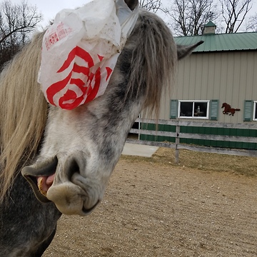Funny horse with plastic bag on head