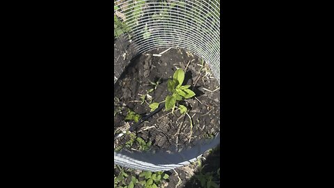 Garden Update Episode 5