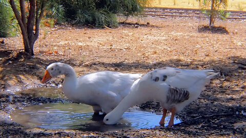 White Geese Enjoys a Pondside Feast at Cohunu Koala Park in Byford Australia