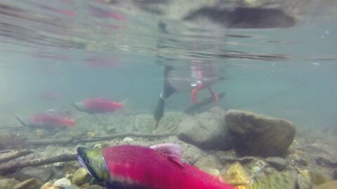 Hike Tahoe-Salmon Spawn season-Taylor Creek to Fallen Leaf Dam