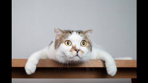 Funniest Cats 😹- Best Of The 2022 Funny Cat Videos 😂- Funny Cats HD
