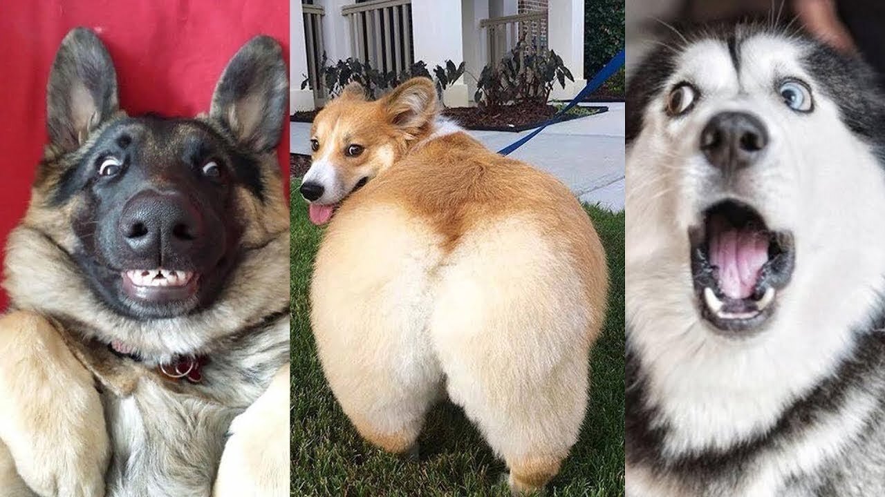 ⚠️ You will get STOMACH ACHE FROM LAUGHING SO HARD Funny Dog Videos 2020