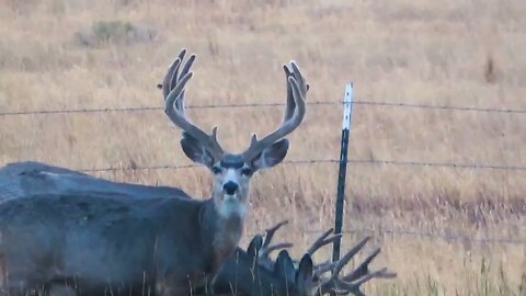IS THIS GUY IMPRESSIVE? MONSTER MULE DEER BUCK IN VELVET STARES ME DOWN!