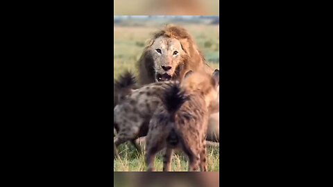 hayna attack : lion