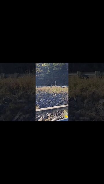 nice bit of nature. #shorts #shortvideo #irl #trending