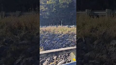 nice bit of nature. #shorts #shortvideo #irl #trending