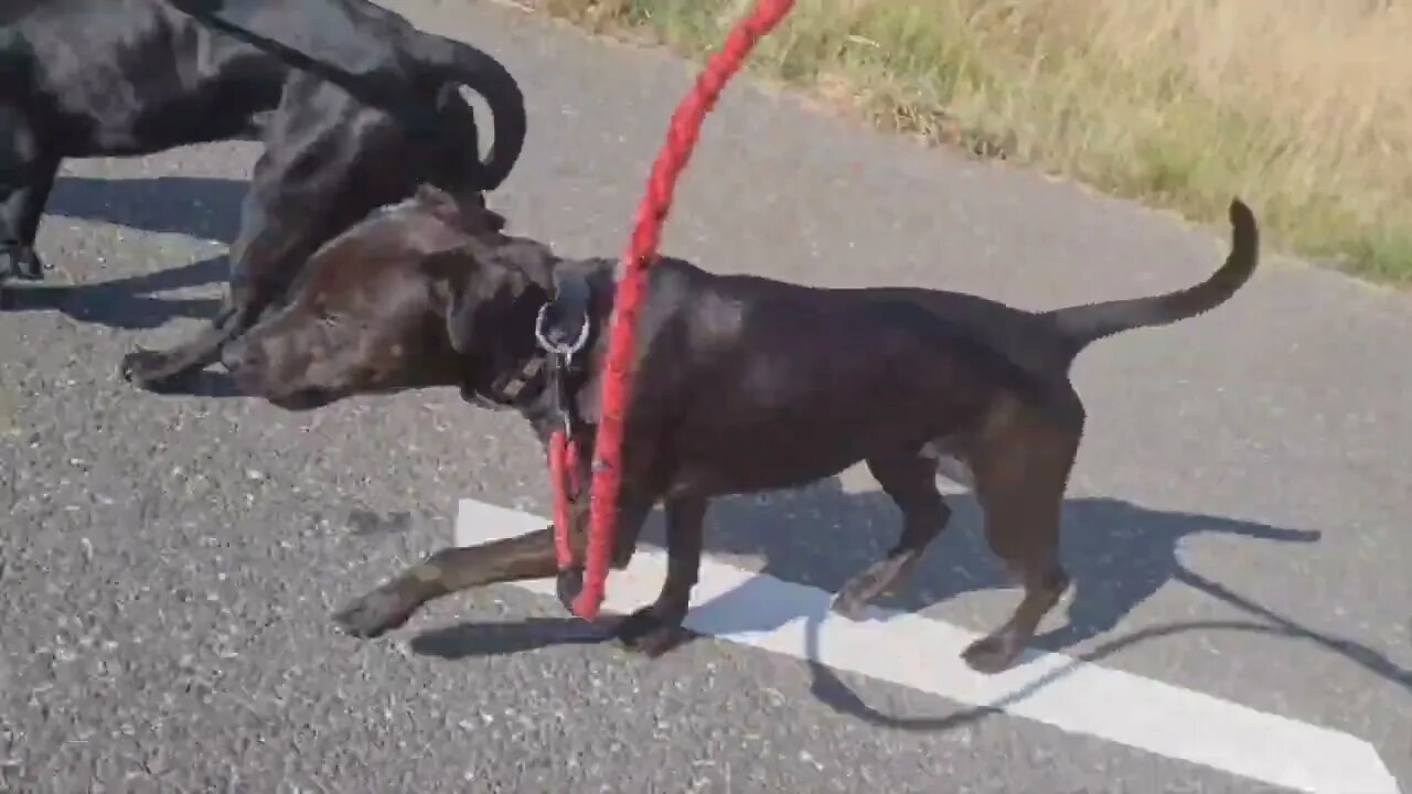 PATTERDALE TERRIER FEEDING ROUTINE, Explanation and Results. Black Fell Terrier Working breeds dogs