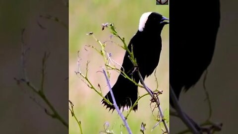 The Bobolink Bird Facts #shorts #interestingfacts #animals #birds