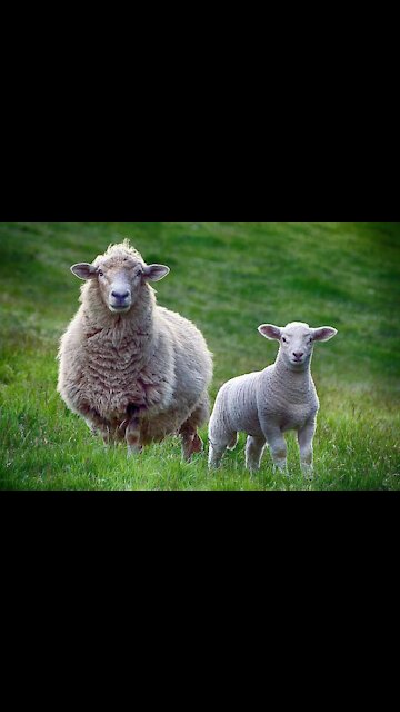 Human⚡🔥 struggle 👊with🐏🐂🐄 sheep🎯