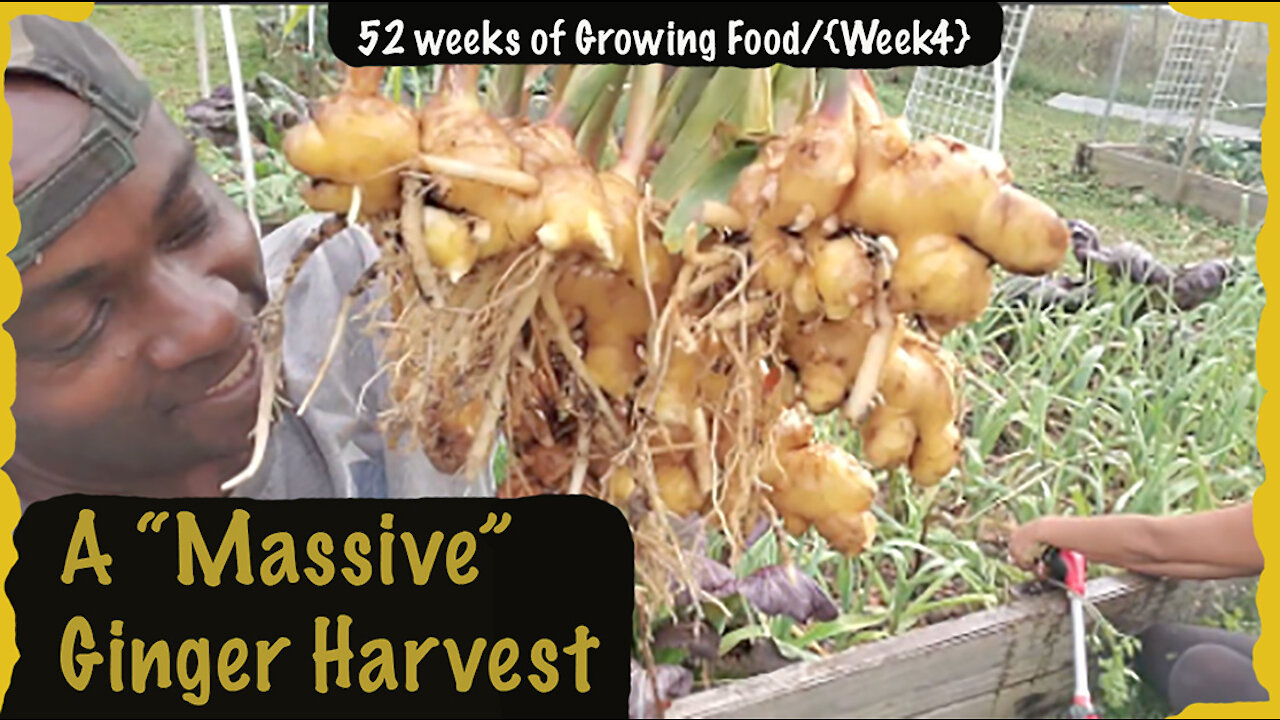 Massive Ginger Roots Harvest !!! 2021