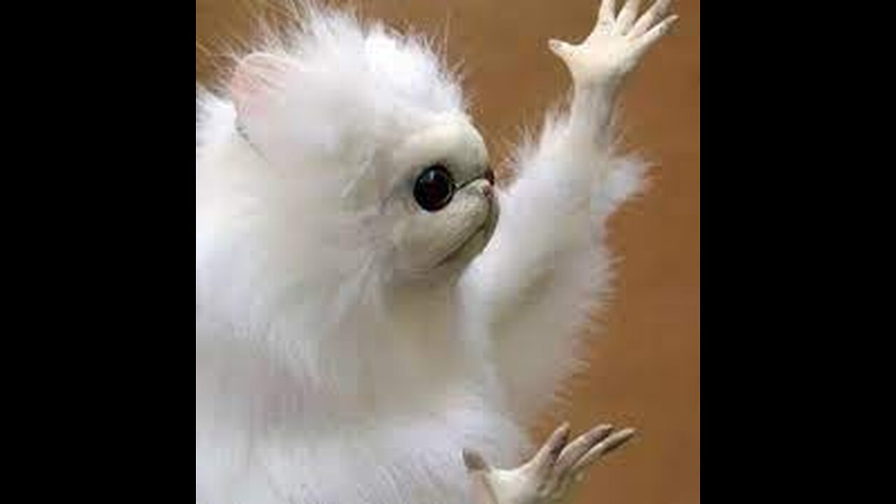 funny animal meme compilation